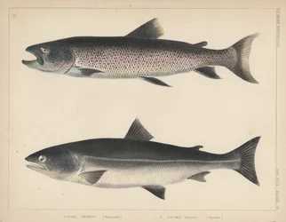 1. Salmo Perryi (reduziert), 2. Salmo Masou (reduziert), 1855